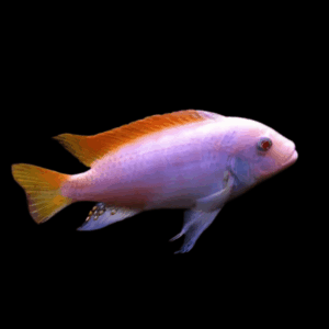 Pseudotropheus Greshakei Albino Malawi African Cichlid
