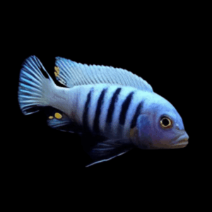 Pseudotropheus Kingsizei Malawi African Cichlid
