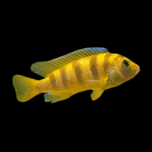 Pseudotropheus Lombardoi Malawi African Cichlid