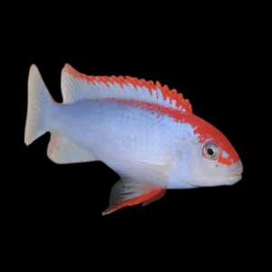 Pseudotropheus Ndumbi Red Top Malawi African Cichlid