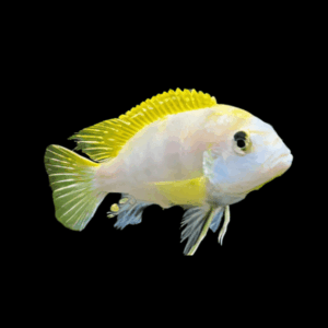 Pseudotropheus Pearlmutt Malawi African Cichlid