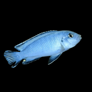 Pseudotropheus Pindani Malawi African Cichlid
