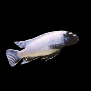 Pseudotropheus Polit Lions Cove Malawi African Cichlid