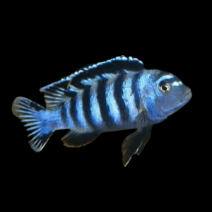 Pseudotropheus Saulosi Malawi African Cichlid