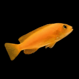 Pseudotropheus Saulosi Red Coral Malawi African Cichlid