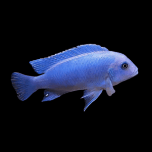 Pseudotropheus Maylandia Zebra Blue Malawi African Cichlid