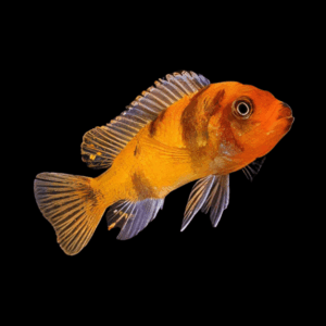 Pseudotropheus Zebra Orange Blotch Malawi African Cichlid