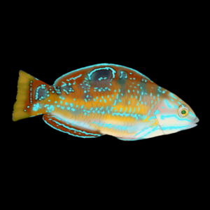 Pudding Wife Wrasse Halichoeres Radiatus