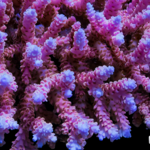 Purple Branch Hard Coral Porites Sp
