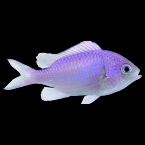 Purple Chromis Chromis Albomaculata