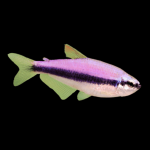 Purple Emperor Tetra Nematobrycon Palmeri 2cm