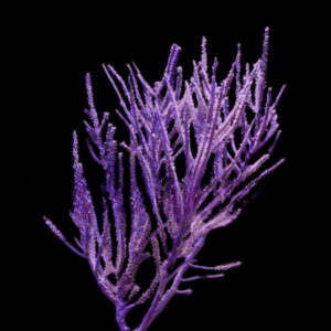 Purple Frilly Gorgonia Pseudopterogorgia Elisabethae