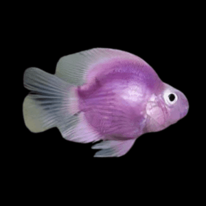 Purple Baby Parrot Fish Hybrid Amphilophus citrinellus × Vieja melanurus 3cm