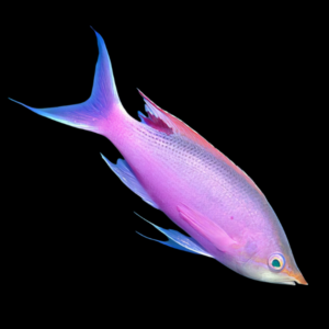 Purple Queen Anthias Pseudanthias Tuka