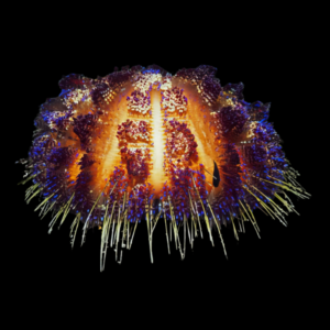 Purple Stripe Sea Urchin Asthenosoma Varium