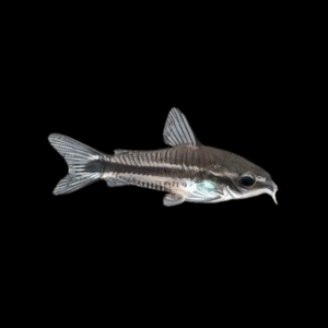 Pygmy Corydoras Pygmaeus 1cm Catfish