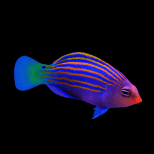 Pyjama Wrasse Pseudocheilinus Hexataenia