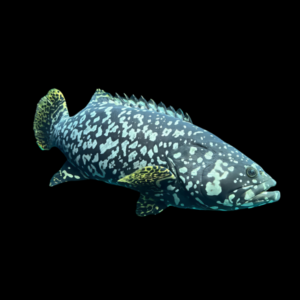 Queensland Grouper Epinephelus Lanceolatus