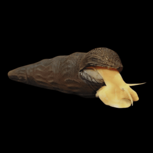 Common Rabbit Snail Tylomelania 5cm