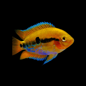 Rainbow Cichlid Herotilapia Multispinosa 5cm