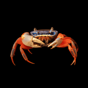 Rainbow Crab Cardisoma Armatum 8cm