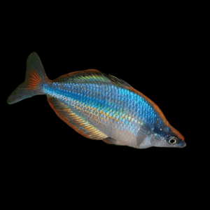 Gidomen Rainbow Fish Melanotaenia Gidomen 5cm