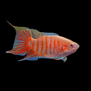 Rainbow Paradise Fish Macropodus Opercularis 4cm
