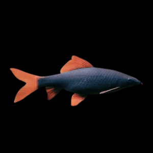 Rainbow Shark Epalzeorhynchos Frenatum 5cm