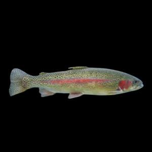 Rainbow Trout Oncorhynchus Mykiss 15cm