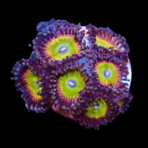 Rainbow Zoa Soft Coral Frag Zoanthus Sp