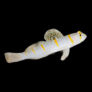 Randall's Goby Amblyeleotris Randalli