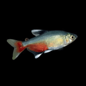 Rathbuni Tetra Red Flank Bloodfin Aphyocharax Rathbuni 2cm