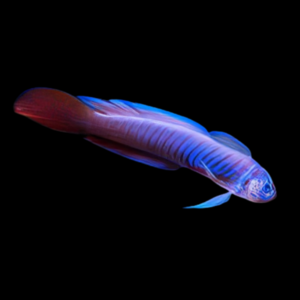 Razor Goby Oxymetapon Cyanoctenosum
