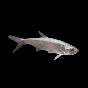 Real Atlantic Tarpon Megalops Atlanticus 10cm