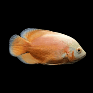 Red Albino Oscar High Grade Astronotus Ocellatus 12cm