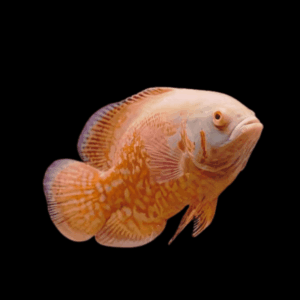 Red Albino Tiger Oscar High Grade Astronotus Ocellatus 12cm