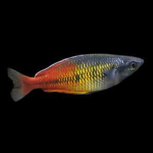 Red Avez Creek Rainbow Fish Melanotaenia Boesmani 5cm