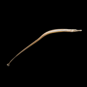 Red Belly Pipefish Doryichthys Martensii 8cm