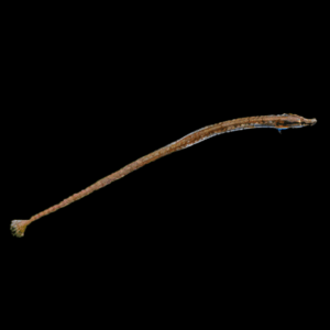Red Belly Pipefish Doryichthys Martensii 8cm