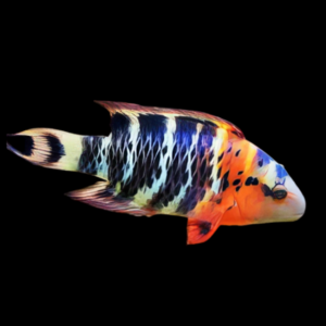 Red Breasted Hog Fish Cheilinus Fasciatus