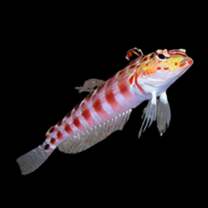 Red Checked Blenny Parapercis Sp