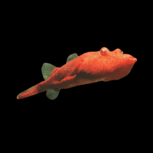 Red Congo Potato Puffer Fish Tetraodon Miurus 5cm