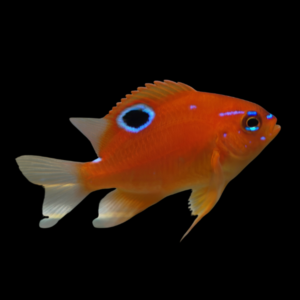 Red Damsel Neoglyphidodon Polyacanthus