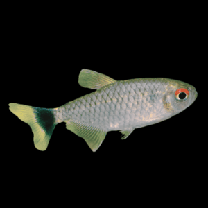 Red Eye Tetra Moenkhausia Sanctaefilomenae 2cm