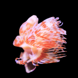 Red Fan Worm Protula Bispiralis