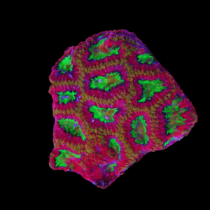 Red Favites Hard Coral Frag Favites Sp