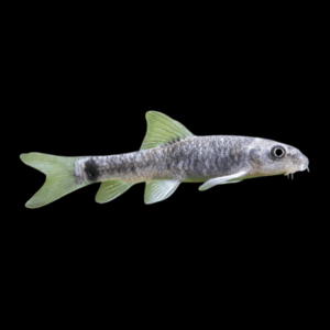 Red Garra Doctor Fish Loach Garra Rufa 5cm