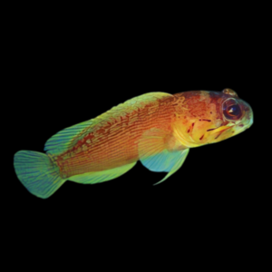 Red Jawfish Opistognathus Rufilineatus