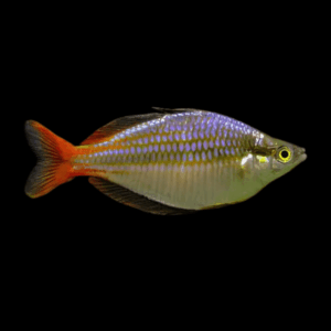 Red Lazer Rainbow Fish Melanotaenia Rubrovittata 5cm