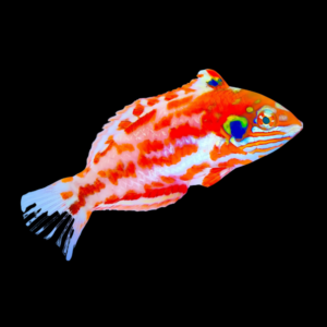Red Leopard Wrasse Macropharyngodon Choati
